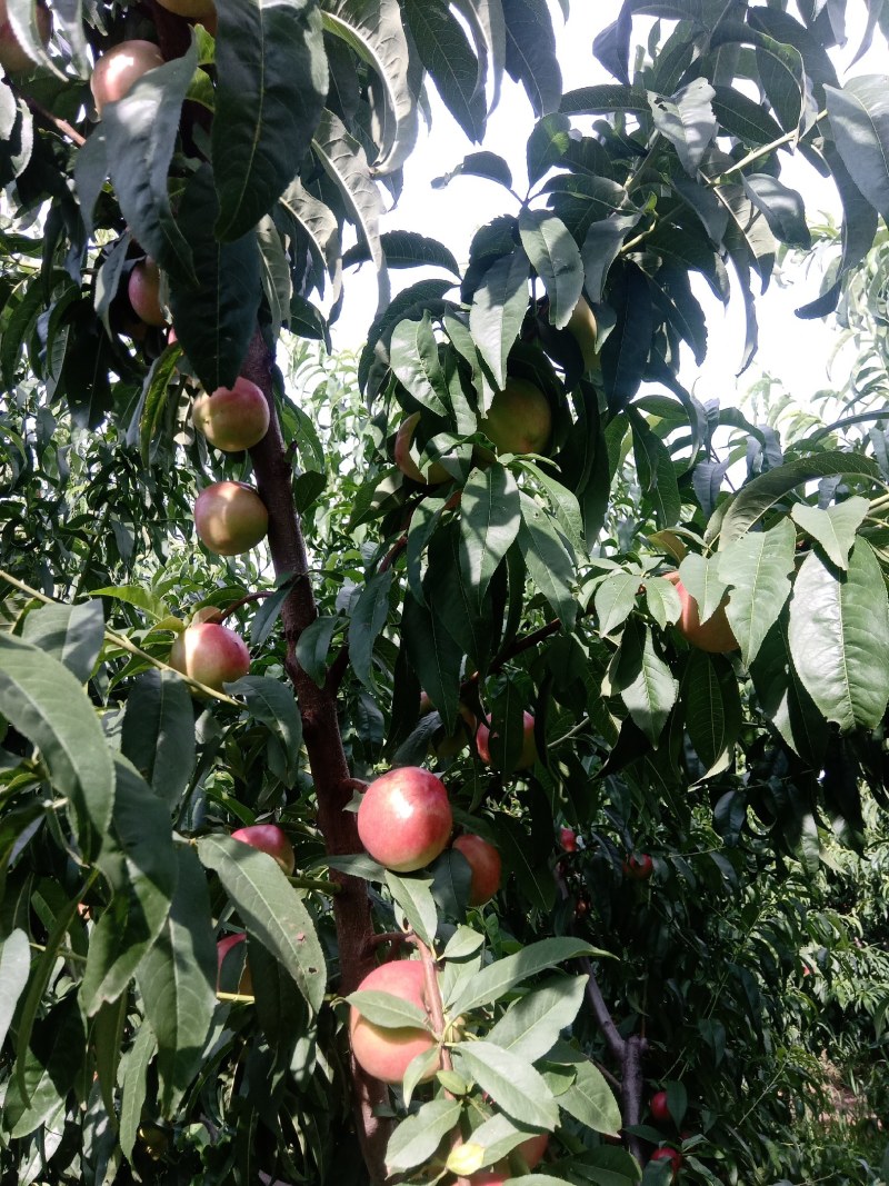 油桃，中油20