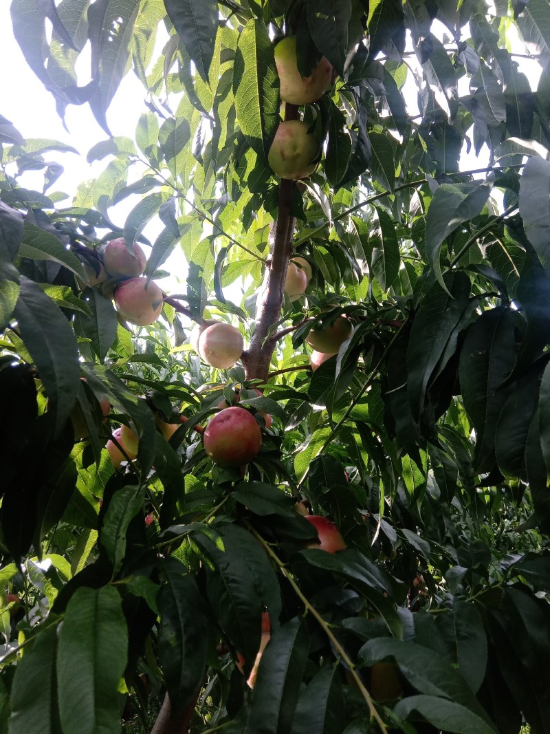 油桃，中油20