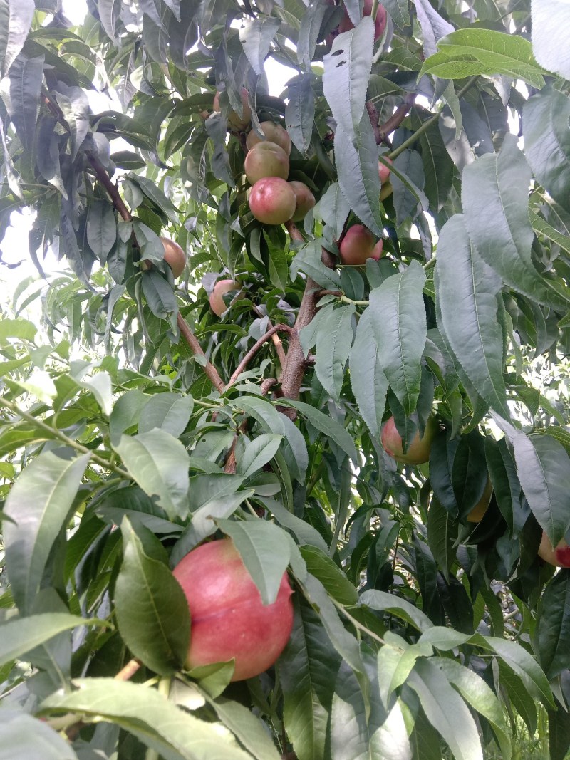 油桃，中油20
