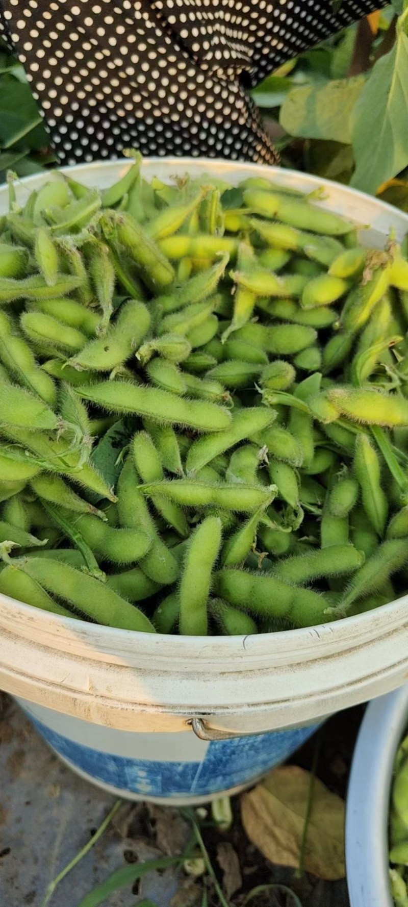 山东郯城翠绿宝毛豆万亩精品毛豆开心绿绿宝石