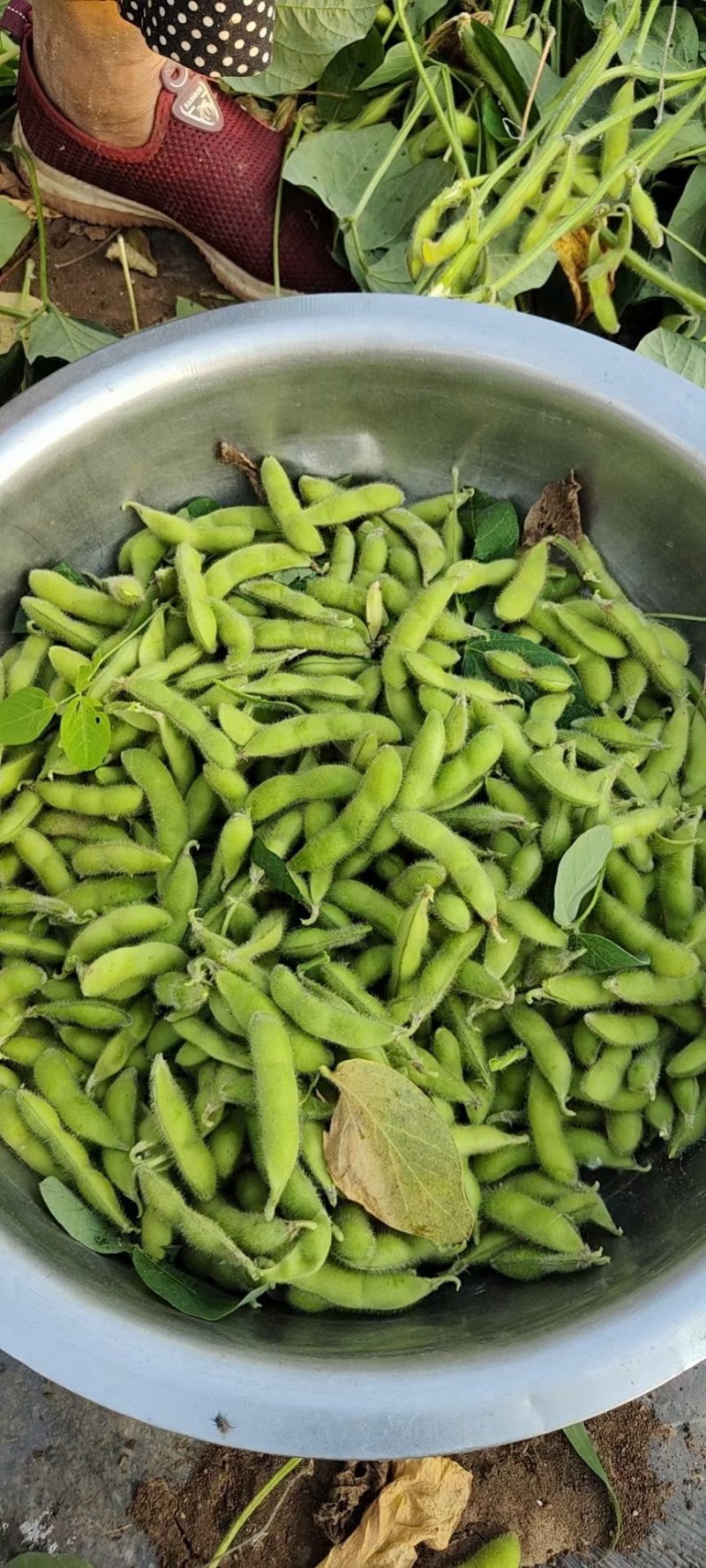 山东郯城翠绿宝毛豆万亩精品毛豆开心绿绿宝石