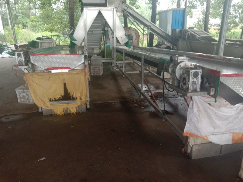 山东郯城翠绿宝毛豆万亩精品毛豆开心绿绿宝石