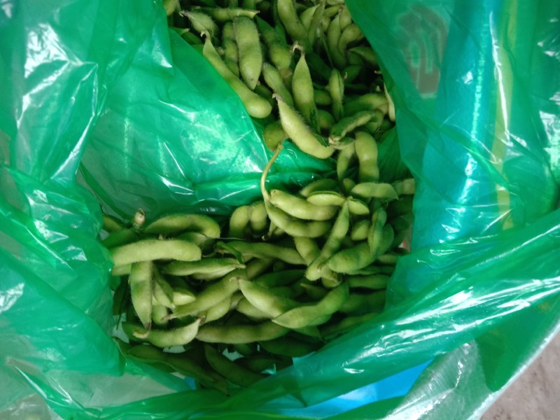 山东郯城翠绿宝毛豆万亩精品毛豆开心绿绿宝石