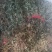 仙鹤草山东临沂产地直销当年新货颜色青绿色干净无杂质