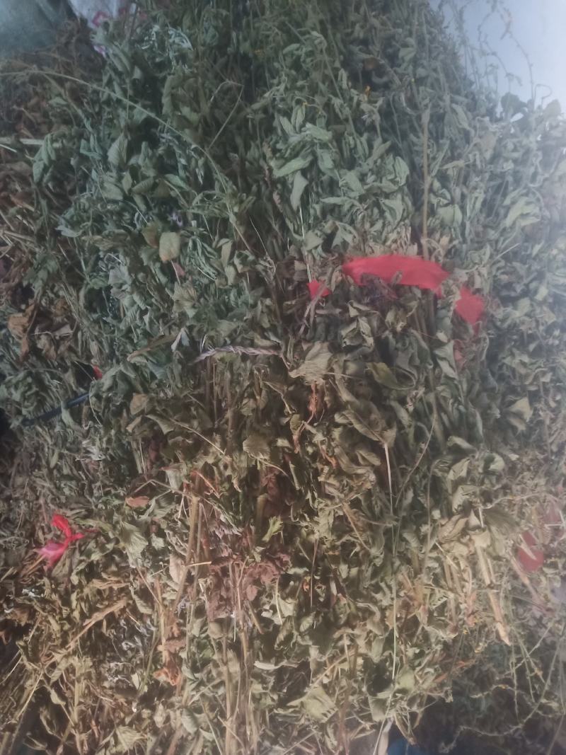 仙鹤草山东临沂产地直销当年新货颜色青绿色干净无杂质