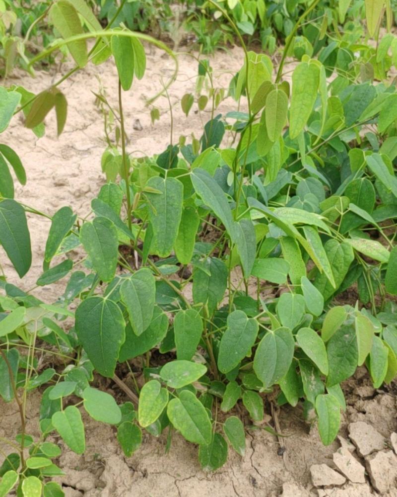 正宗八月瓜苗果树苗基地八月炸瓜果苗水果树苗当年结果包成活