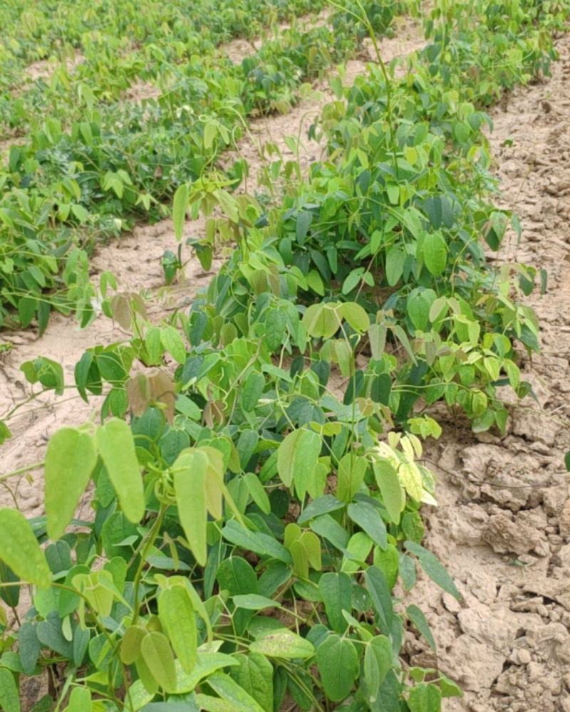 正宗八月瓜苗果树苗基地八月炸瓜果苗水果树苗当年结果包成活