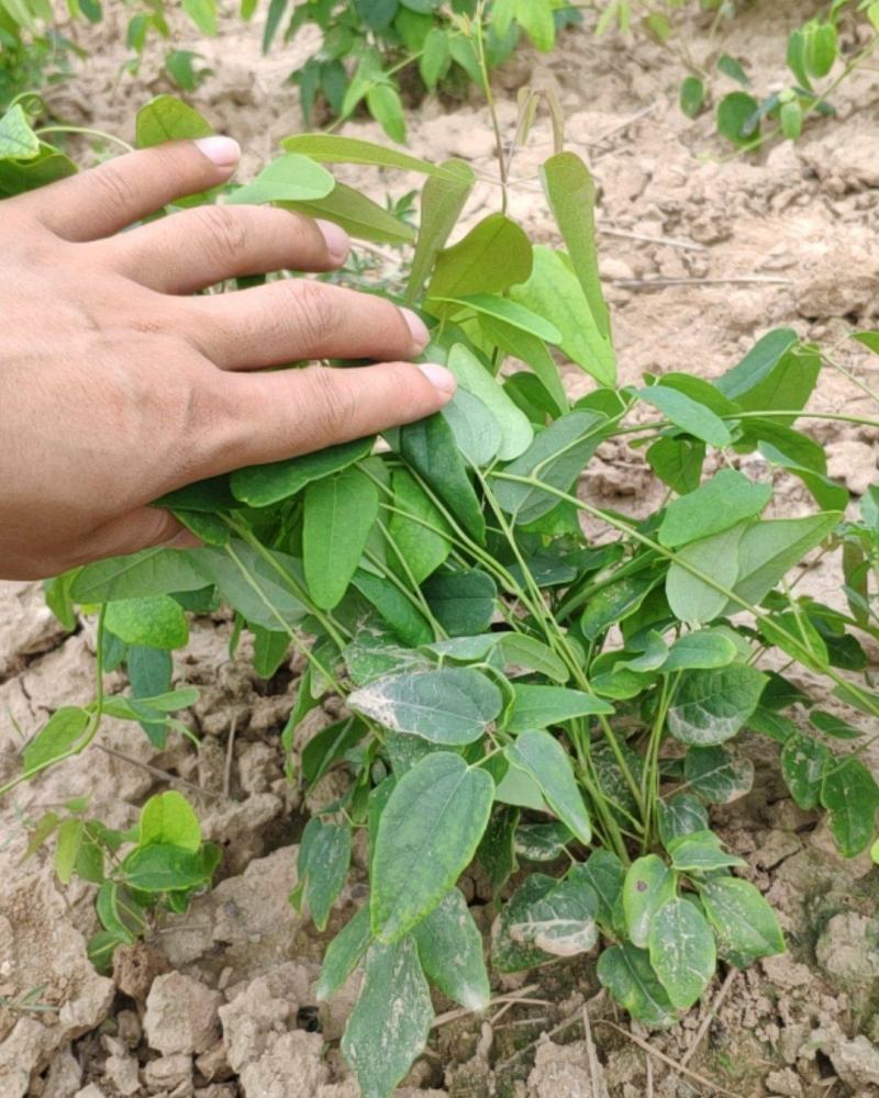 正宗八月瓜苗果树苗基地八月炸瓜果苗水果树苗当年结果包成活