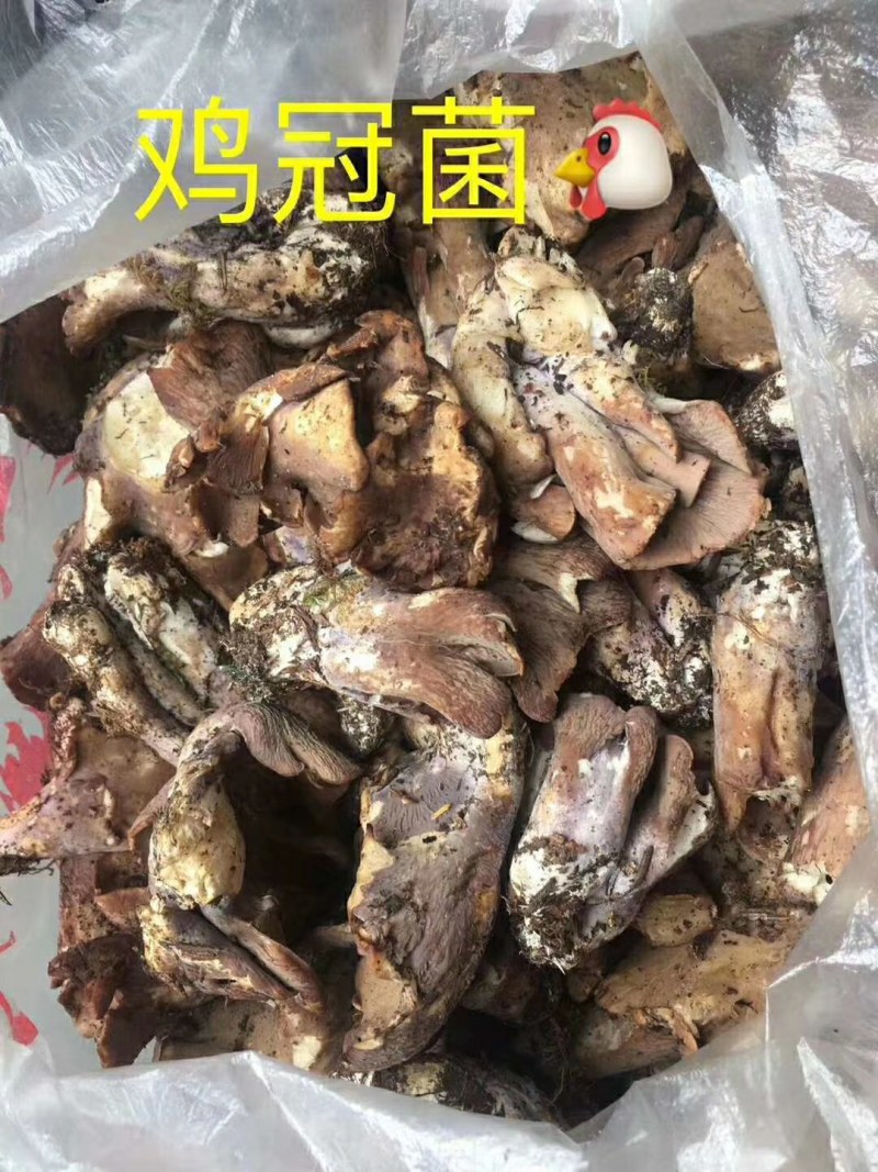 舌尖上的美味之马蹄菌