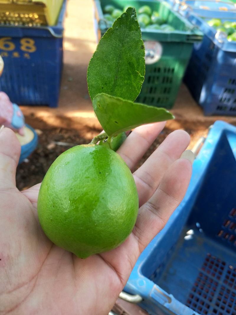 台湾无籽青柠檬