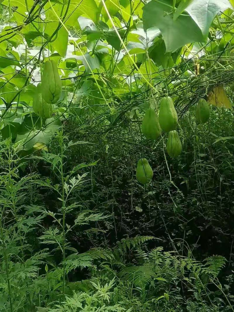 佛手瓜上市了有需要的老板抓紧联系数量有限。