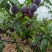 精品红布林李子大量上市四川产地一手货源有需要老板提前下单