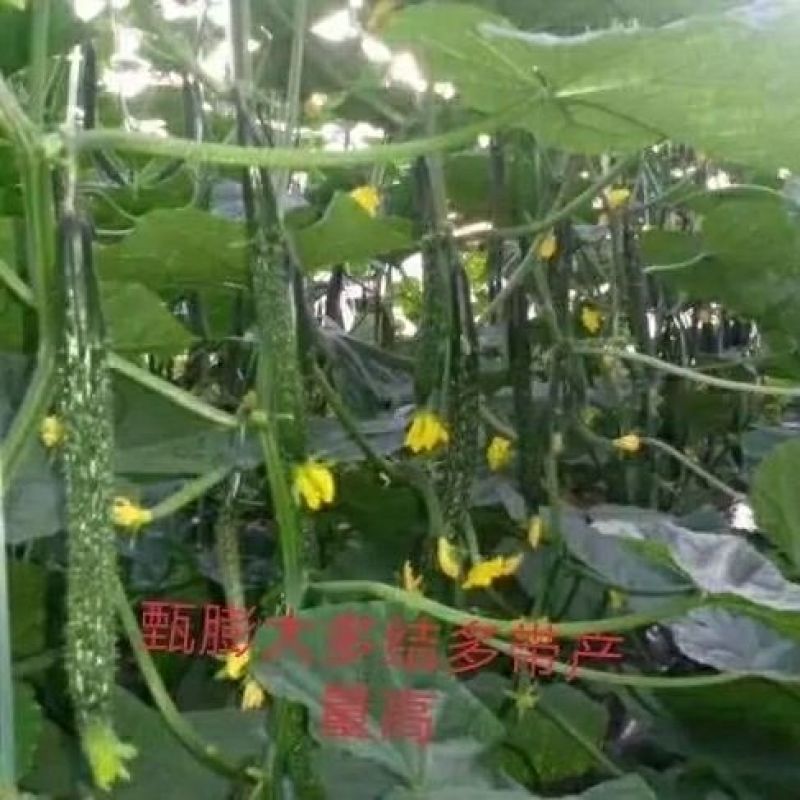 坤容臻膨大膨果上色增甜果亮适用于西红柿番茄甜瓜蔬菜水果