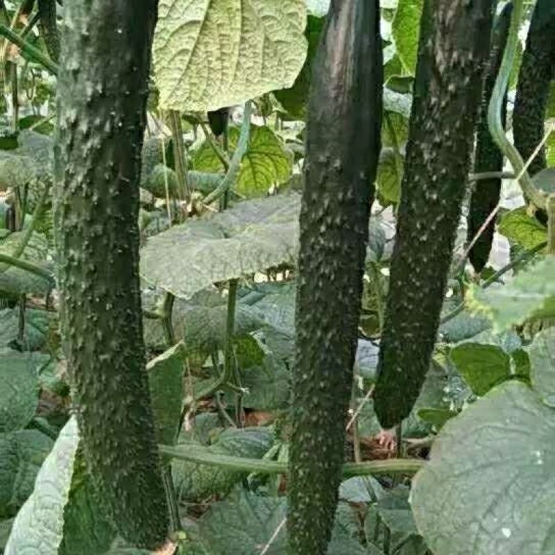 坤容臻膨大膨果上色增甜果亮适用于西红柿番茄甜瓜蔬菜水果