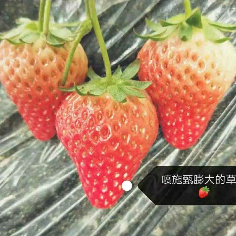 坤容臻膨大膨果上色增甜果亮适用于西红柿番茄甜瓜蔬菜水果