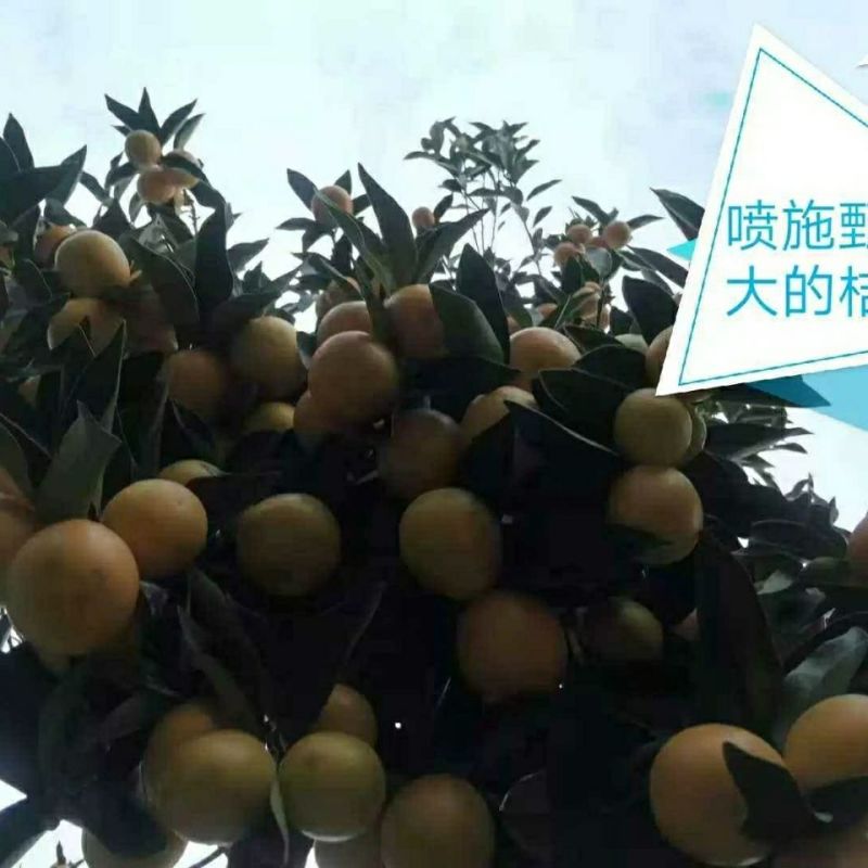 坤容臻膨大膨果上色增甜果亮适用于西红柿番茄甜瓜蔬菜水果