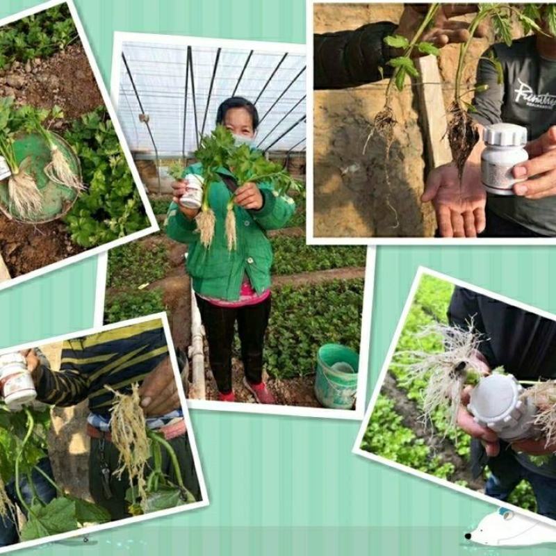 坤容臻膨大膨果上色增甜果亮适用于西红柿番茄甜瓜蔬菜水果