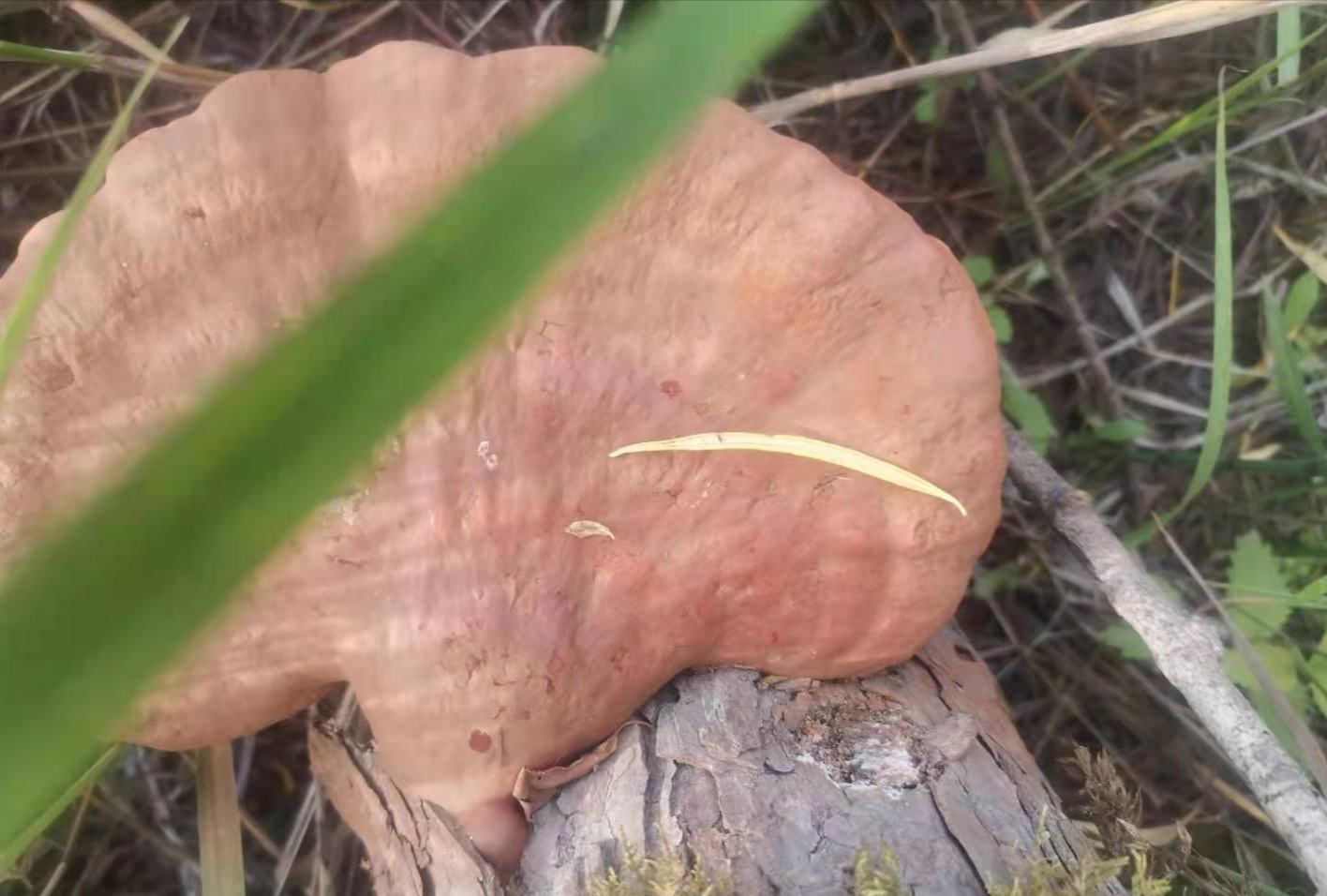 灵芝山药实物图