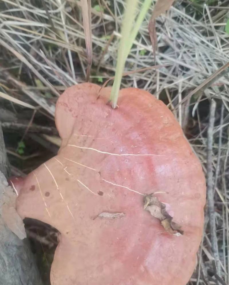 野生灵芝干货黑龙江大深林特产，每年都是7月份开始采集晒干