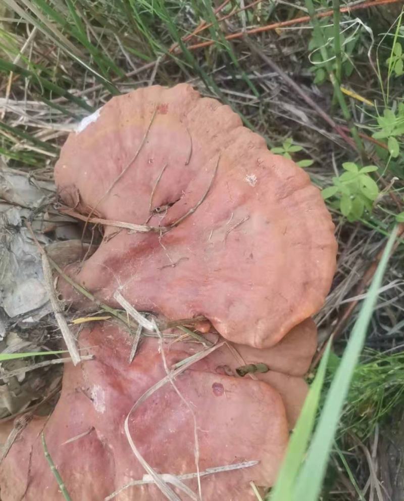野生灵芝干货黑龙江大深林特产，每年都是7月份开始采集晒干