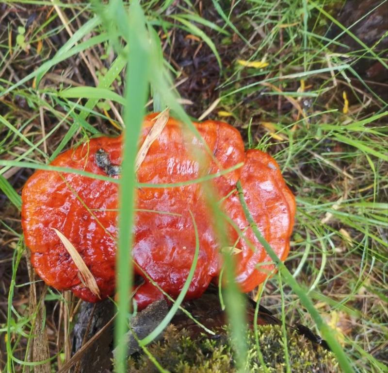 野生灵芝干货黑龙江大深林特产，每年都是7月份开始采集晒干
