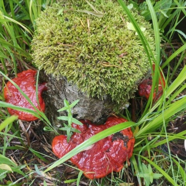 野生灵芝干货黑龙江大深林特产，每年都是7月份开始采集晒干