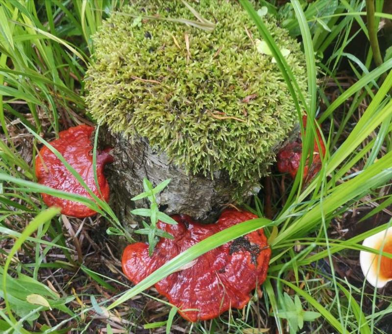 野生灵芝干货黑龙江大深林特产，每年都是7月份开始采集晒干