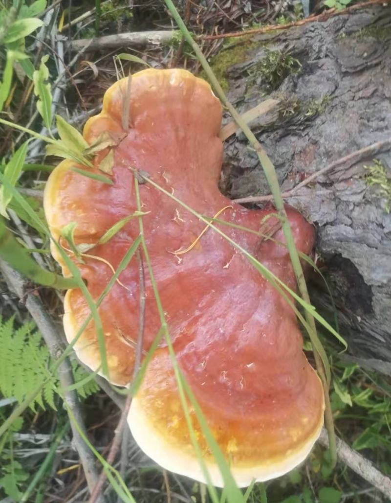 野生灵芝干货黑龙江大深林特产，每年都是7月份开始采集晒干