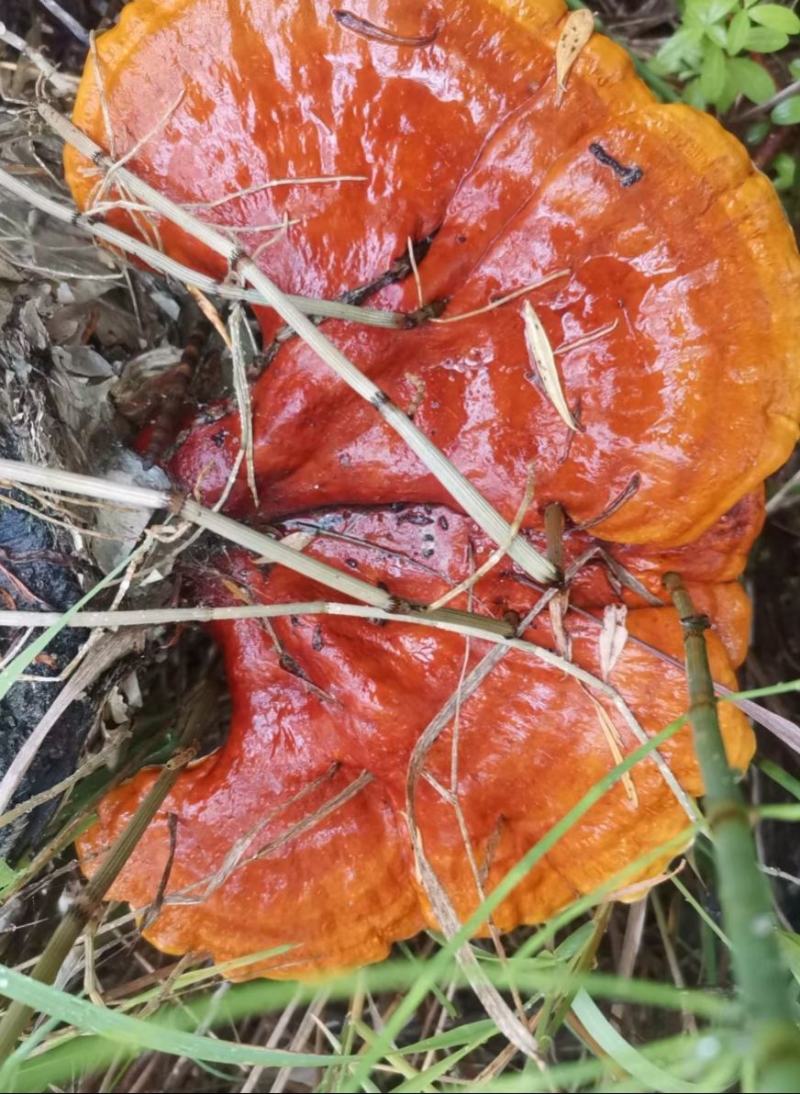 野生灵芝干货黑龙江大深林特产，每年都是7月份开始采集晒干