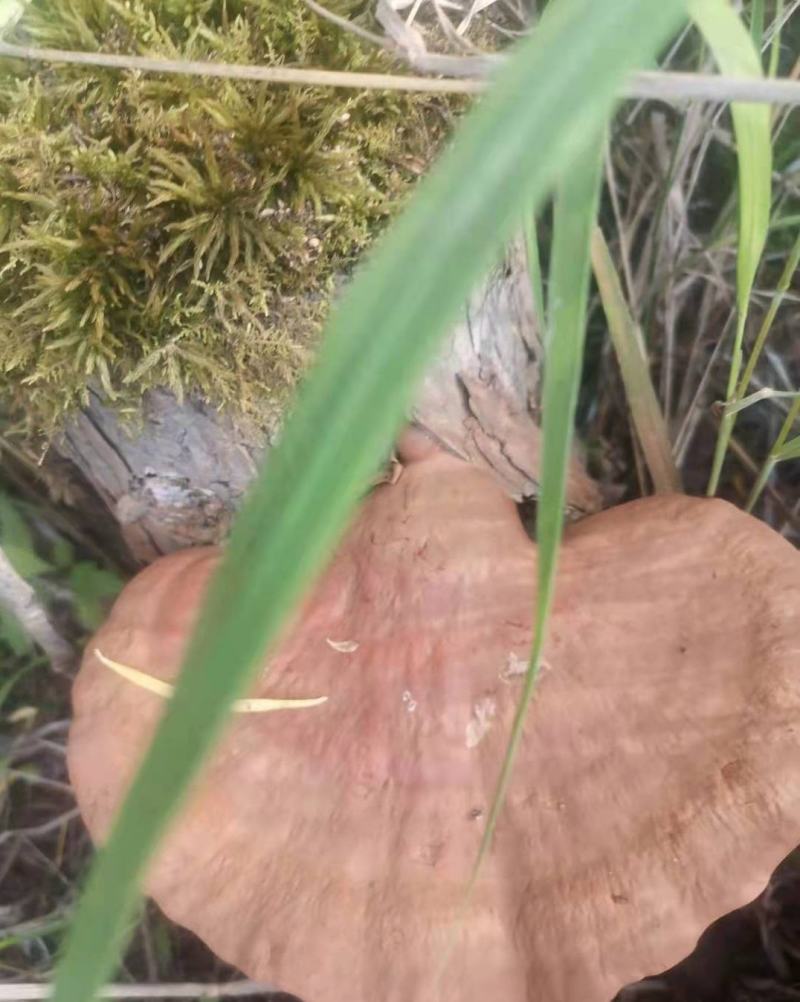 野生灵芝干货黑龙江大深林特产，每年都是7月份开始采集晒干