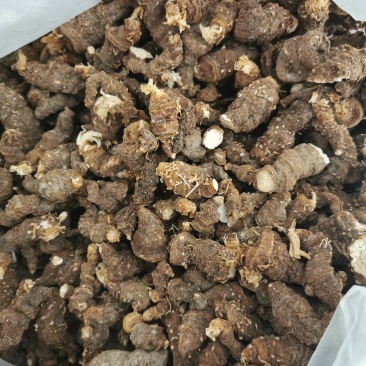 纯野生重楼（七叶一枝花）