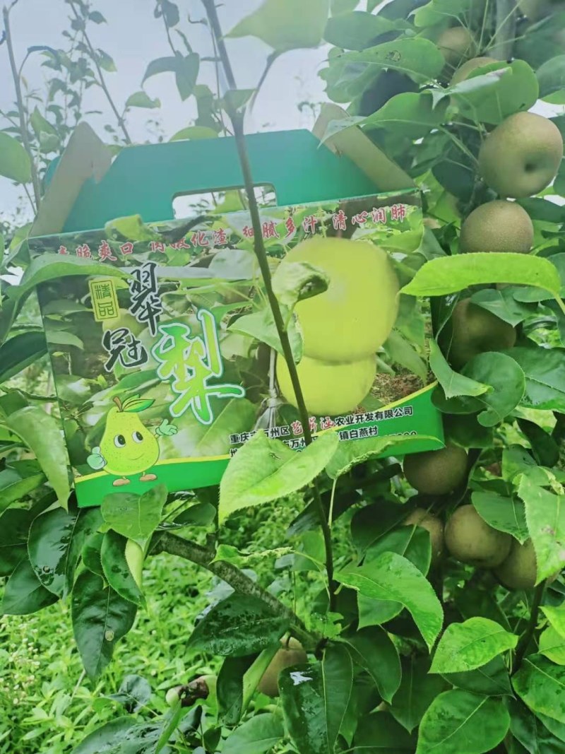 梨，重庆本地翠冠梨，自产自销无中间商，品质保证，.。