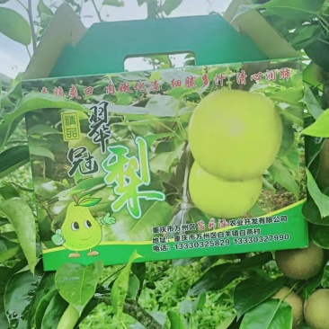 梨，重庆本地翠冠梨，自产自销无中间商，品质保证，.。