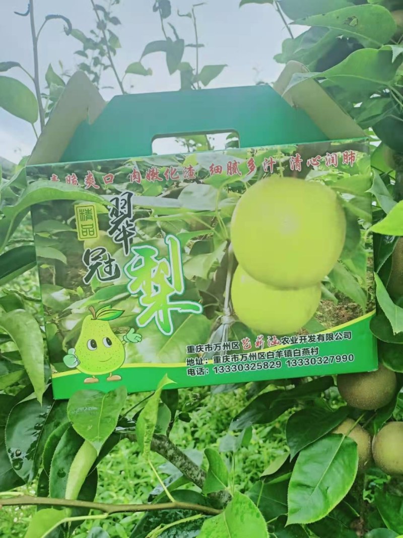 梨，重庆本地翠冠梨，自产自销无中间商，品质保证，.。