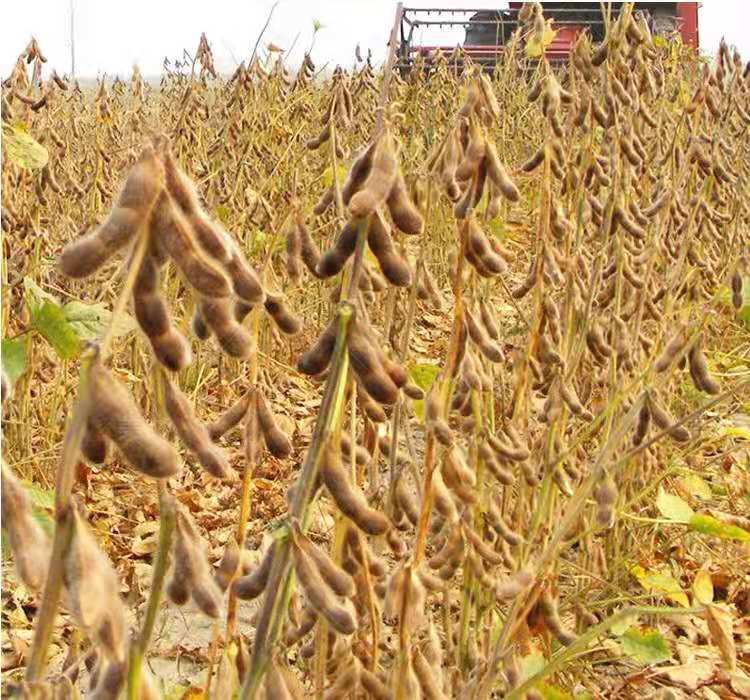大豆磷脂在食品中的应用示意图