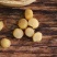 一德路500头大连元贝干贝瑶柱宝宝辅食煲汤煲粥原材料