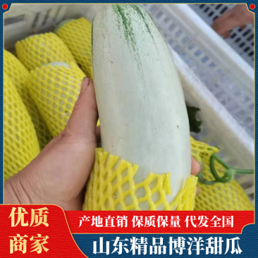 博洋甜瓜，《博洋61甜瓜》，博洋九号，大量出售