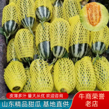 山东滨民博洋系列甜瓜产地直接发货也可实地看货视频看货欢迎