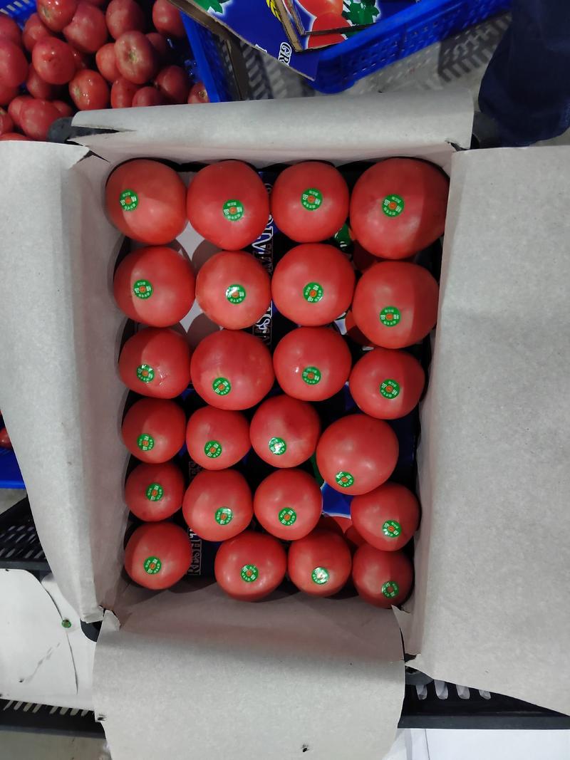【西红柿】精品硬粉西红柿产地直销皮薄多汁全国发货