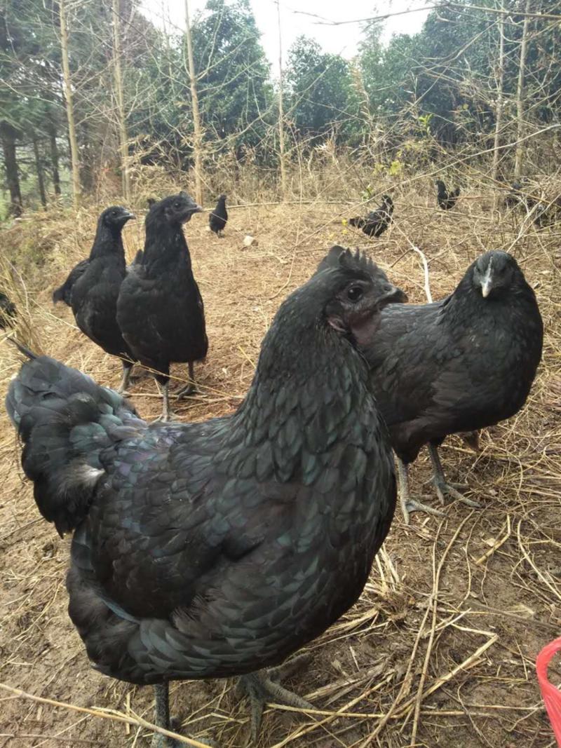 五黑鸡绿壳鸡蛋