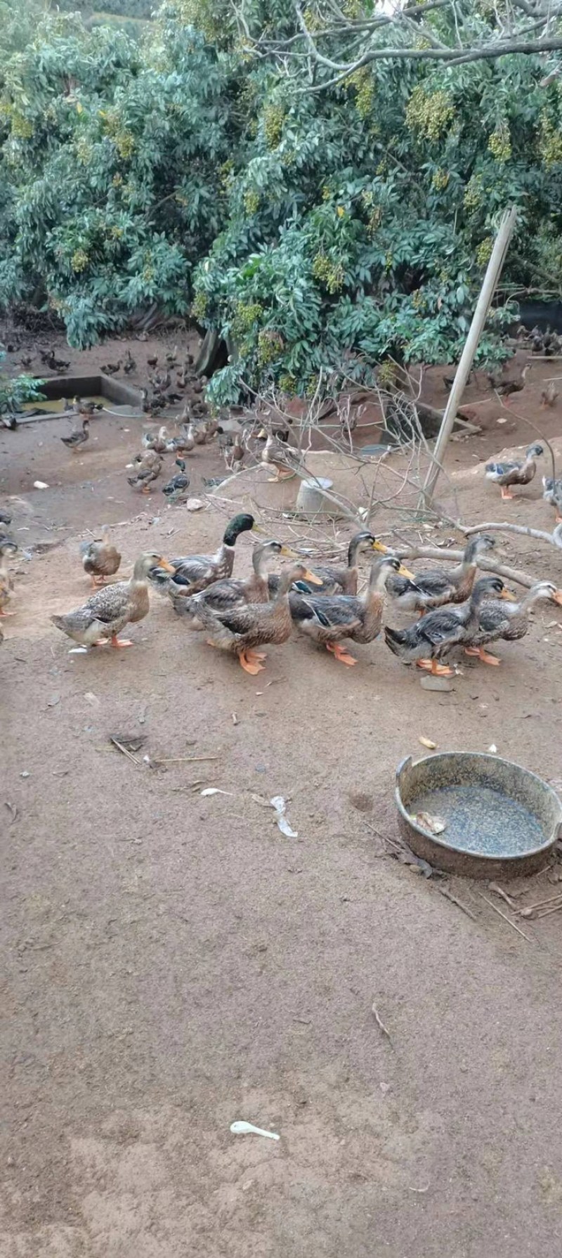 米糠老水青头鸭肉厚