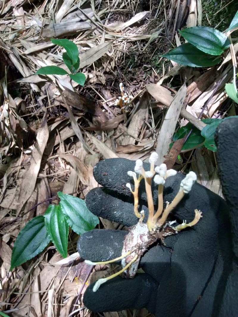 野生金蝉花