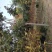 栾树南栾黄山栾一手货源苗圃直销无病虫害规格齐全保证成活