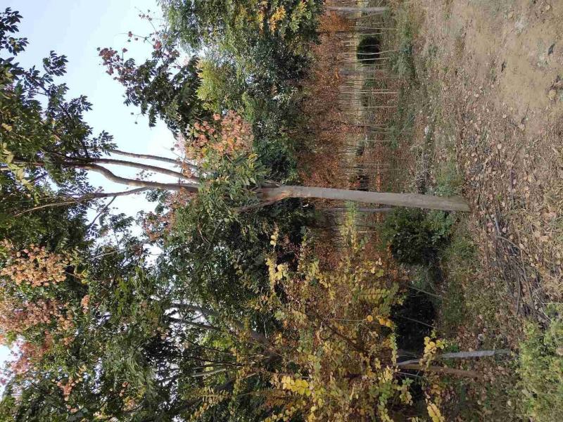 栾树南栾黄山栾一手货源苗圃直销无病虫害规格齐全保证成活
