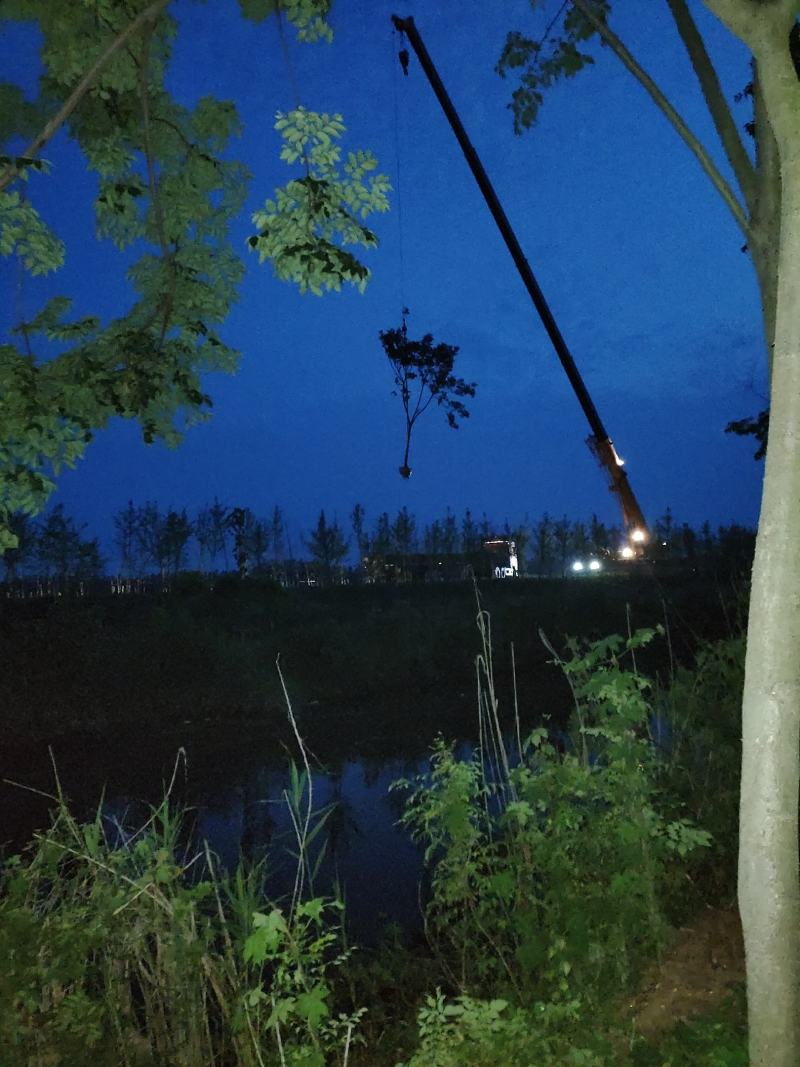 栾树南栾黄山栾一手货源苗圃直销无病虫害规格齐全保证成活