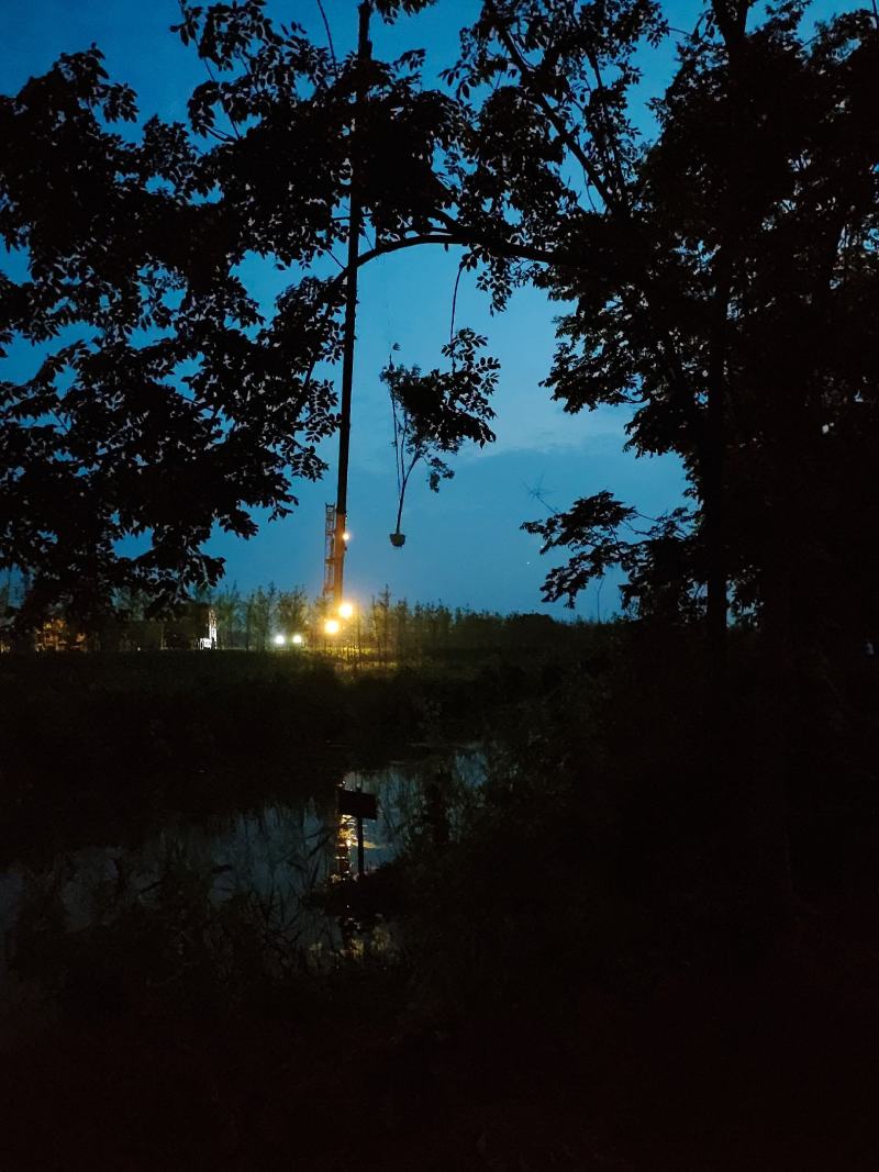 栾树南栾黄山栾一手货源苗圃直销无病虫害规格齐全保证成活