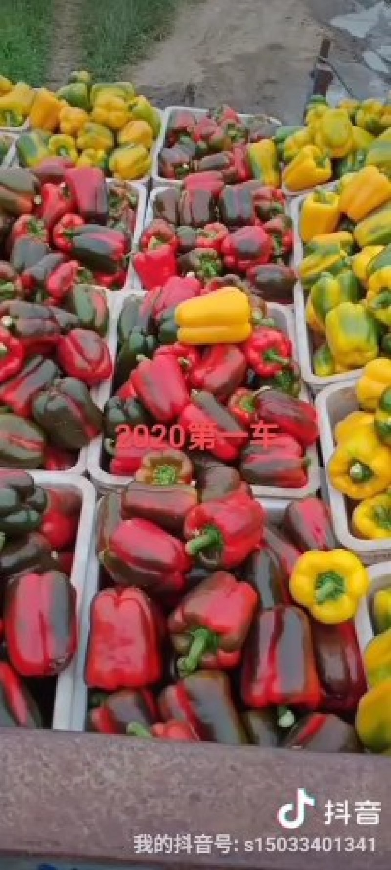 彩椒