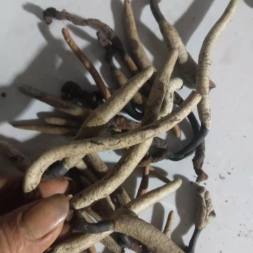 乌灵参的苗