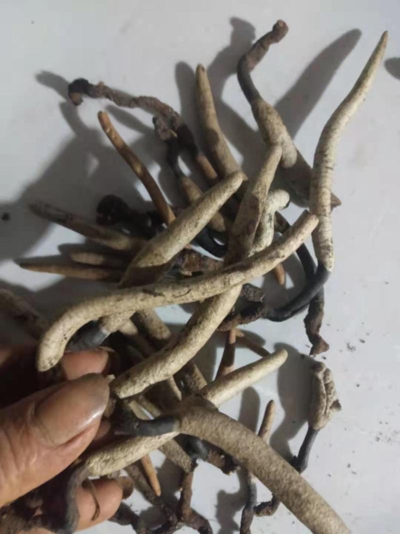 乌灵参的苗