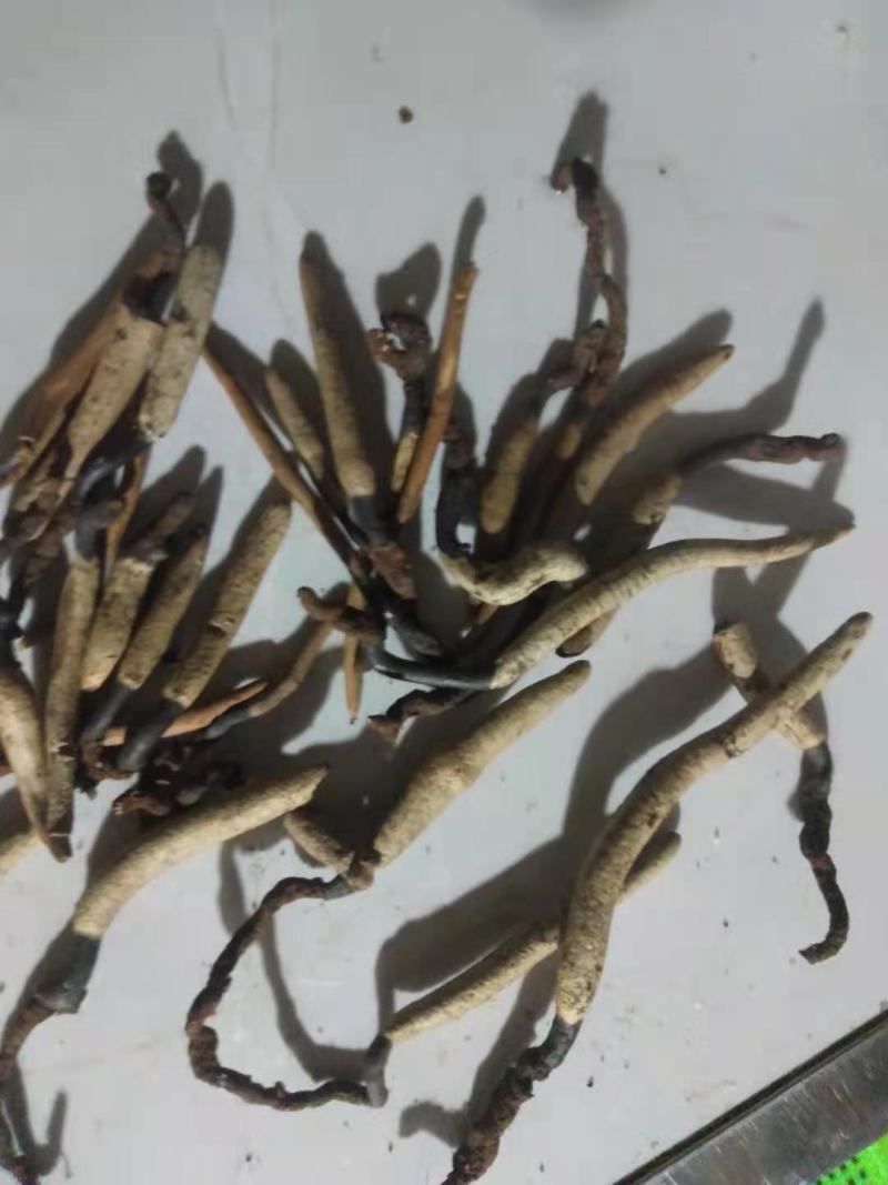 乌灵参的苗